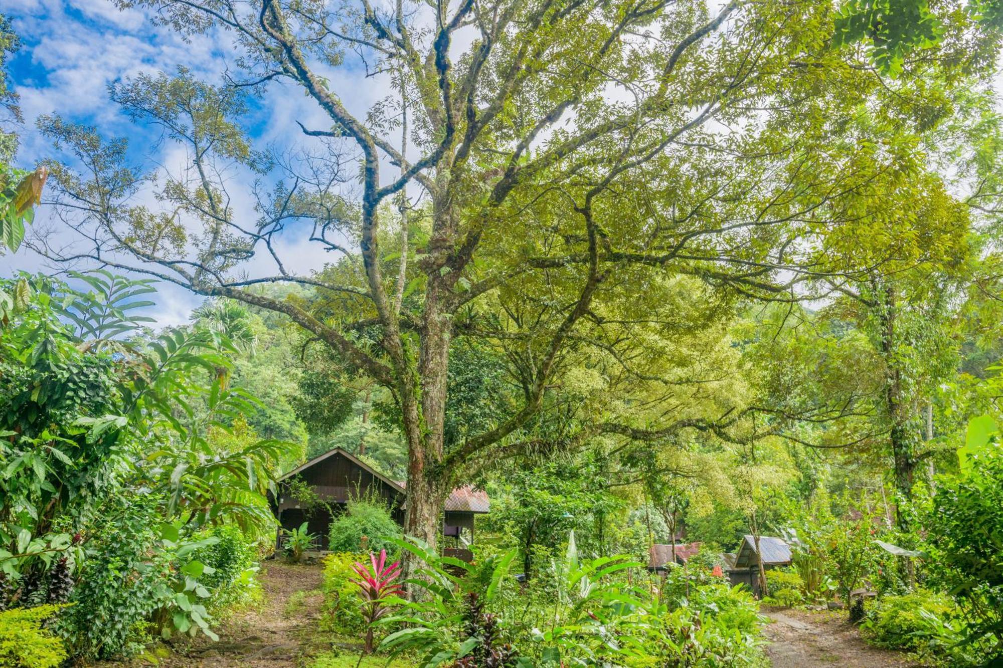 Pak Mus Guest House Ketambe - 0813-7072-1793 Kutacane Ngoại thất bức ảnh